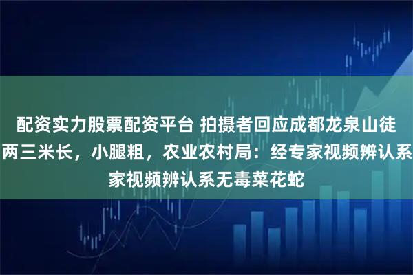 配资实力股票配资平台 拍摄者回应成都龙泉山徒步遇巨蛇：两三米长，小腿粗，农业农村局：经专家视频辨认系无毒菜花蛇
